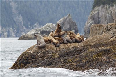 Seelöwen im Kenai Fjords Nationalpark